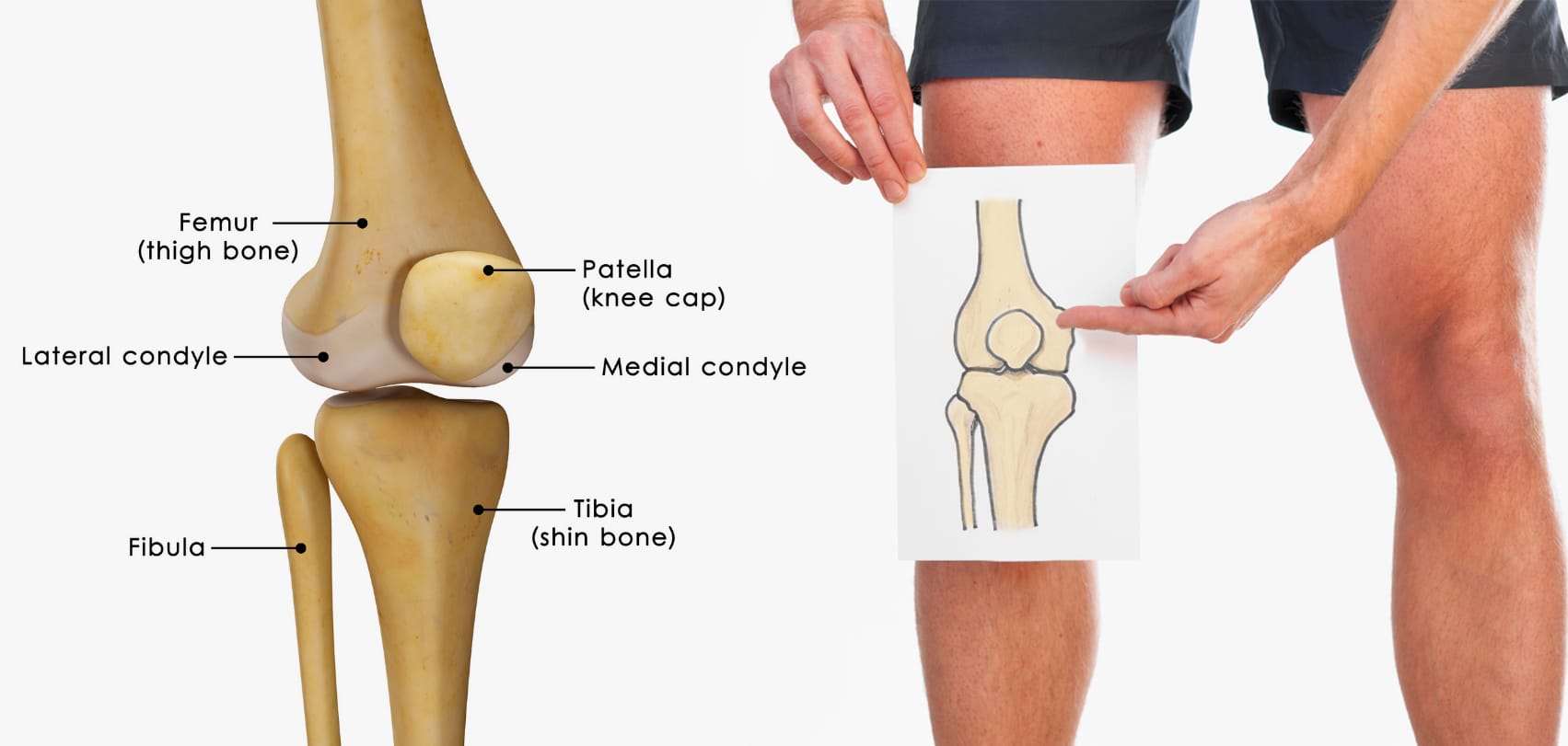 knee joint